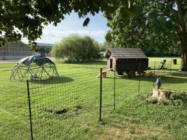 Chicken fencing gives your pets a safe space to roam.