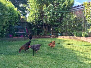 My girls are happy and secure thanks to this Omlet Fencing 