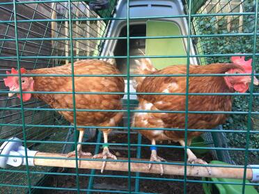 Edina chicken and Patsy chicken hang out on their perch!