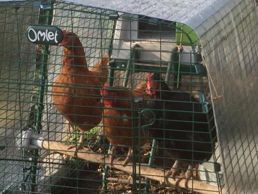 Girls relaxing on their new perch 