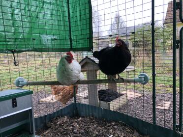 My chickens love using this perch.