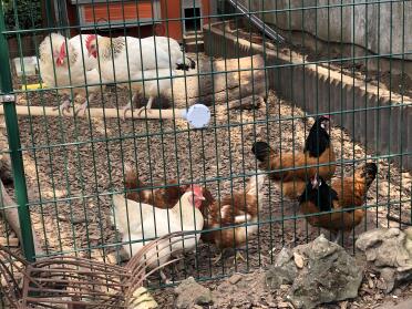 Chickens in Omlet Walk in Chicken Run