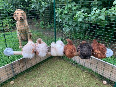 Dog watching Chickens perching on Omlet Universal Chicken Perch in Omlet Walk in Chicken Run