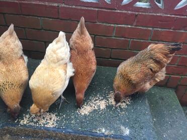 Girls enjoying a couple of handfuls of mixed corn