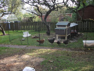 Happy chicks!