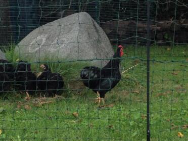 Chickens behind Omlet Chicken Fencing