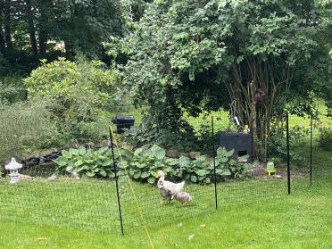 Chicken fence for my ducks