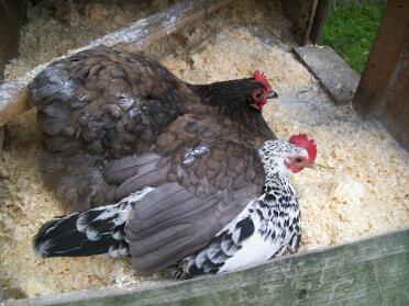 Orpington chicken are best friends.