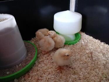 What fluffy Orpington chicks!