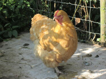 Orpington hen