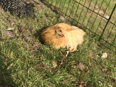 Our Buff Orpington pullet