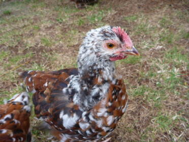 Orpington hunter chickens have such beautiful feathers!