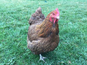 Chicken in garden