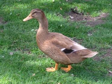 Buff orpington drake