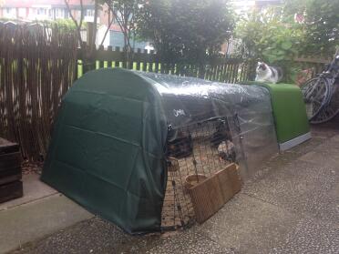 Our cat also enjoys the hutch