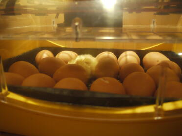 18 eggs incubated in my new Brinsea incubator