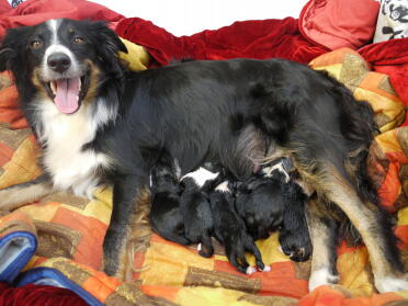 Honey my faithful Border Collie