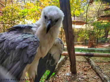 What a gorgeous bird!