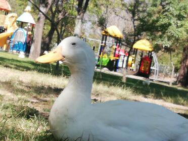 What a happy day to be a duck!