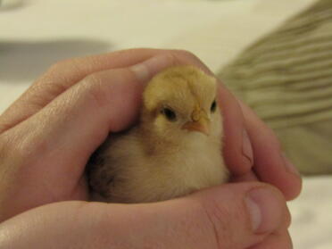 2 day old chick