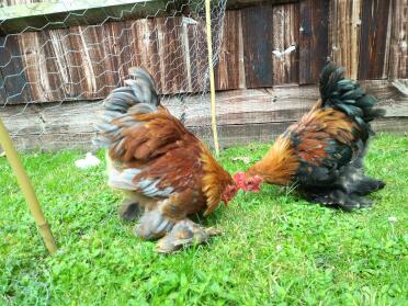 What stunning pekin bantam chickens!