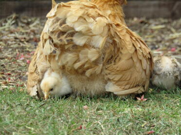 Chicks and mum