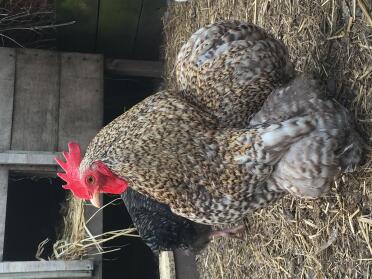 Cuckoo pekin cockerel