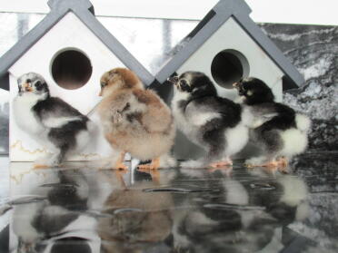 look at these bantams admiring their homes!