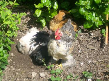 Bantam chickens love to have dust baths!