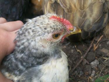 Bantam hens make such friendly pets!