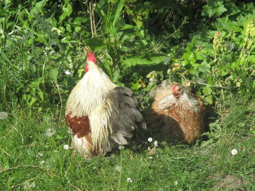 Chickens in garden