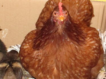 Kfc who is pictured as escaped with her sisters in wooden bowl and eggs