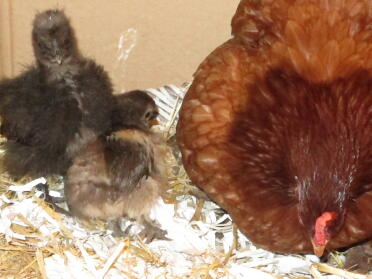 Kfc with chicks couple of months after fox tried to eat her