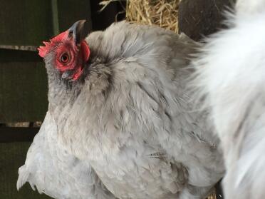 Lavender pekin 