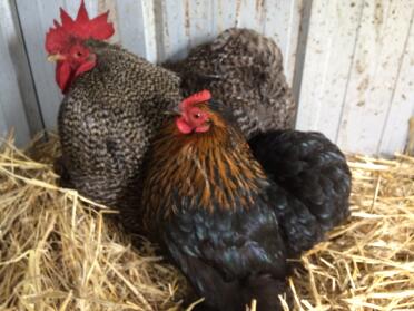 Pekin Bantam pair