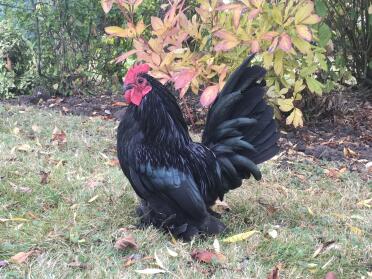 Chicken in Garden