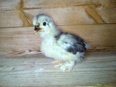 A week old lavender pekin bantam.