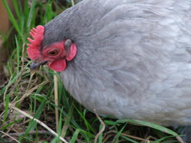 Busy bantam... busy eating