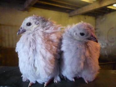 Lavender pekin 