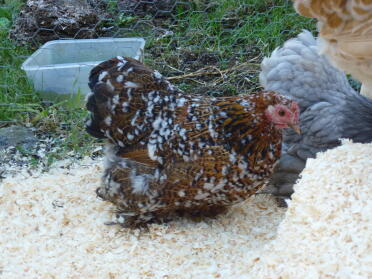 Milliefleur pekin hen