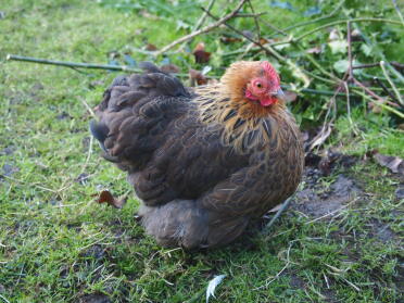 Partridge pekin hen