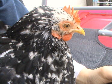 Pekin bantam