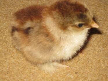 Silver partridge pekin chick