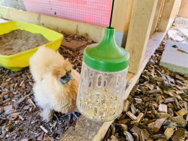 Corn is a chickens best snack