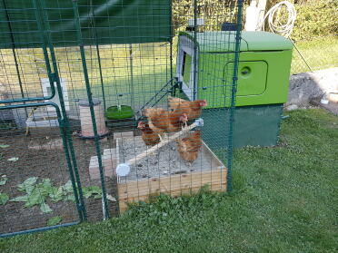 Omlet sell all you need to make a haven for your hens!