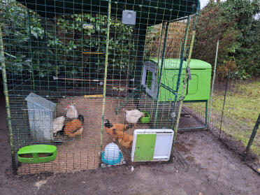 Our hen house Eglu