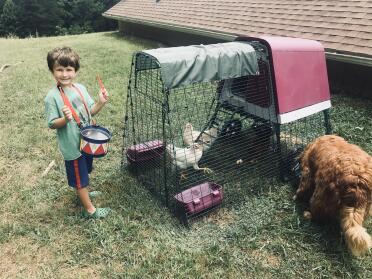 Playing for the chickens. 