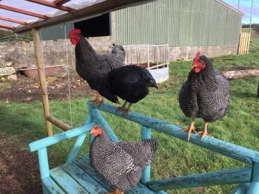 What a nice seat for these hens!