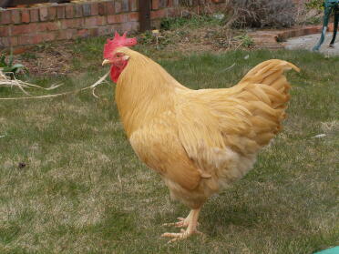 A plymouth rock cockerel called marmalade.