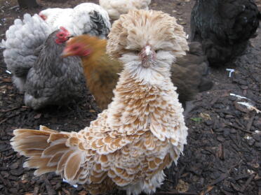 Chickens are beautiful pets